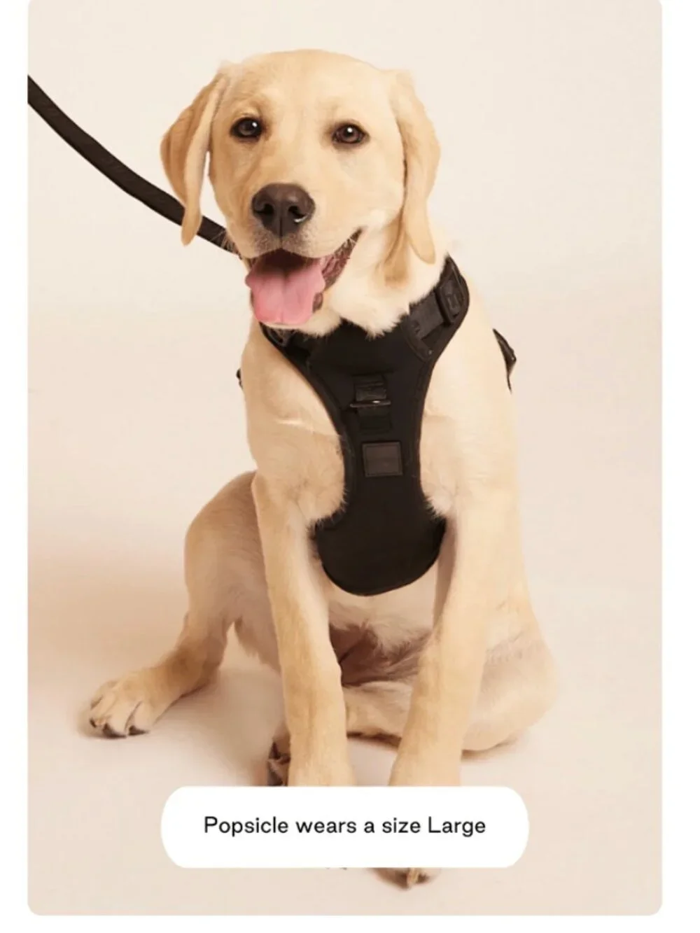 Maxbone Go! With Ease Leash Bundle - Dog Harness Set - NWT - MSRP $135 - Black.